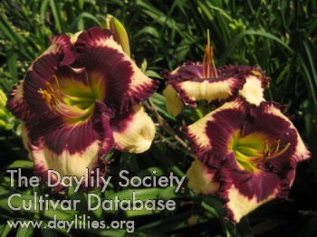 Daylily Filled with Boldness